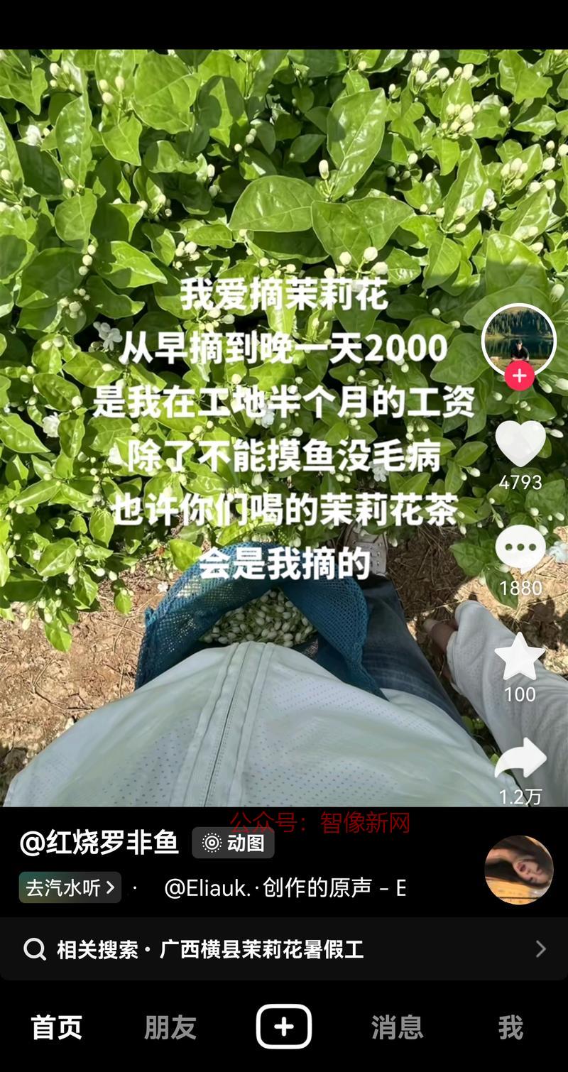 抖音发摘茉莉花照片，实…#情报-搞钱情报论坛-网创交流-智像新网